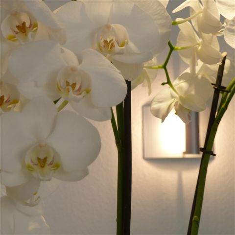 Quadrat Orchideen
